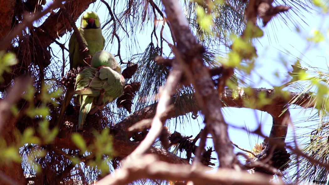İskender papağanı