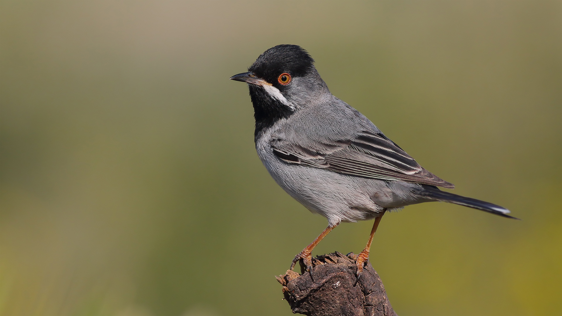 Karaboğazlı ötleğen