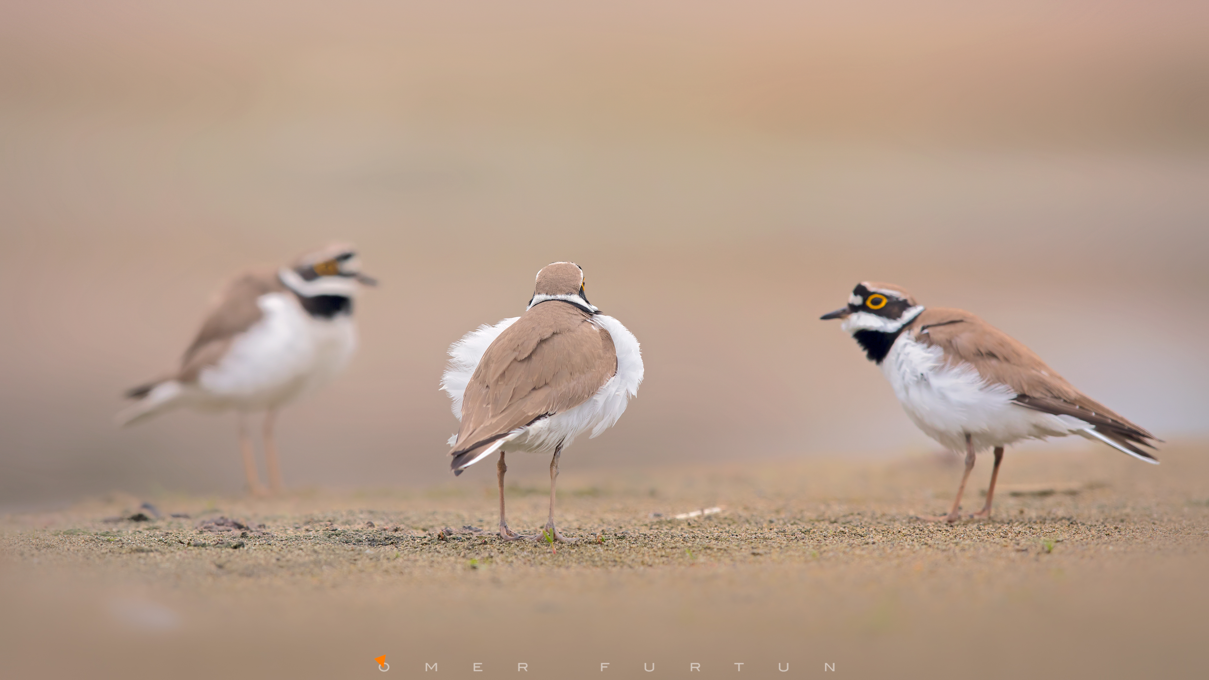 Halkalı küçük cılıbıt