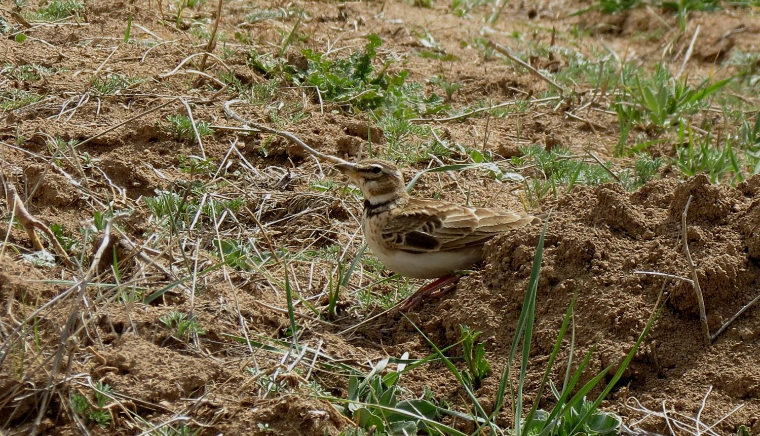 Küçük boğmaklı toygar