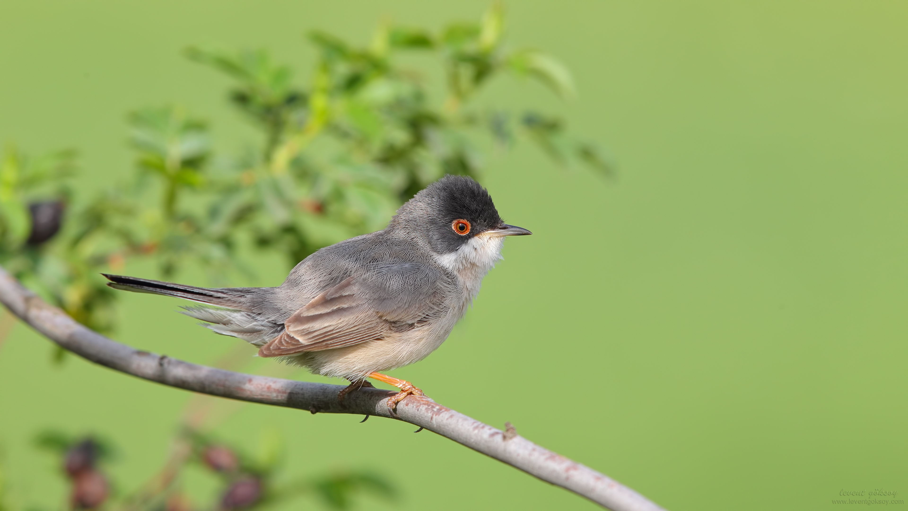 Pembegöğüslü ötleğen