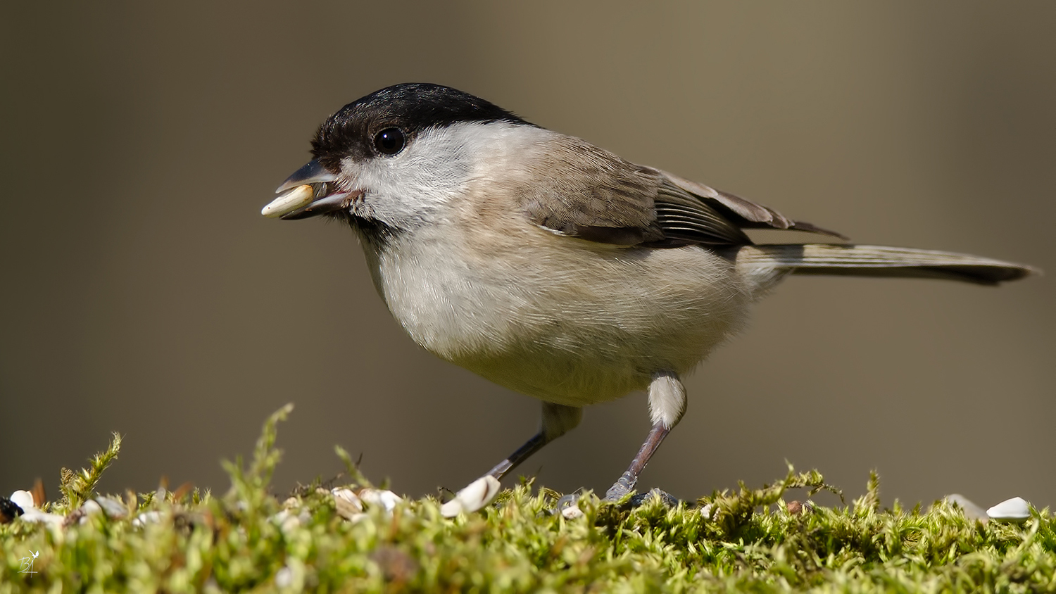 Kayın baştankarası
