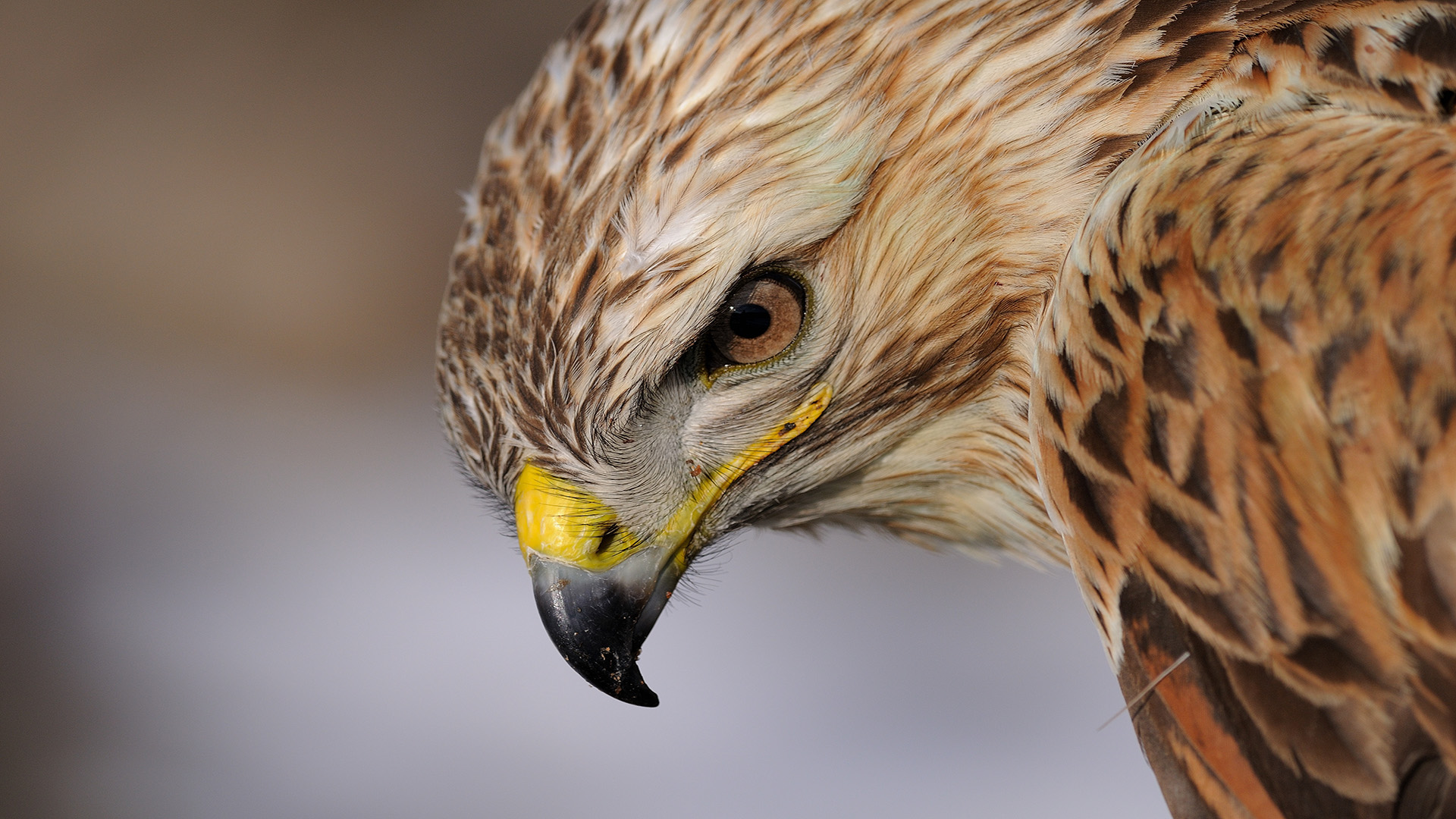Kızıl şahin » Long-legged Buzzard » Buteo rufinus
