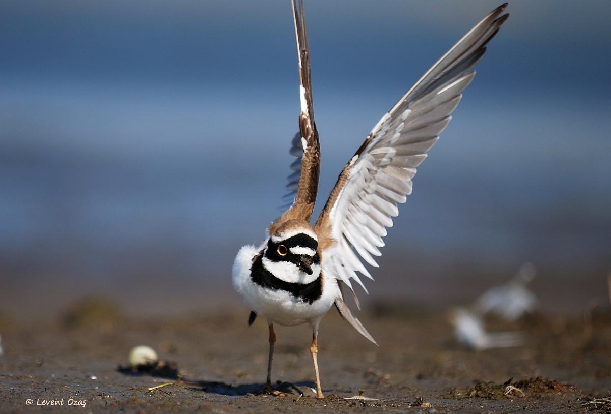 Halkalı küçük cılıbıt