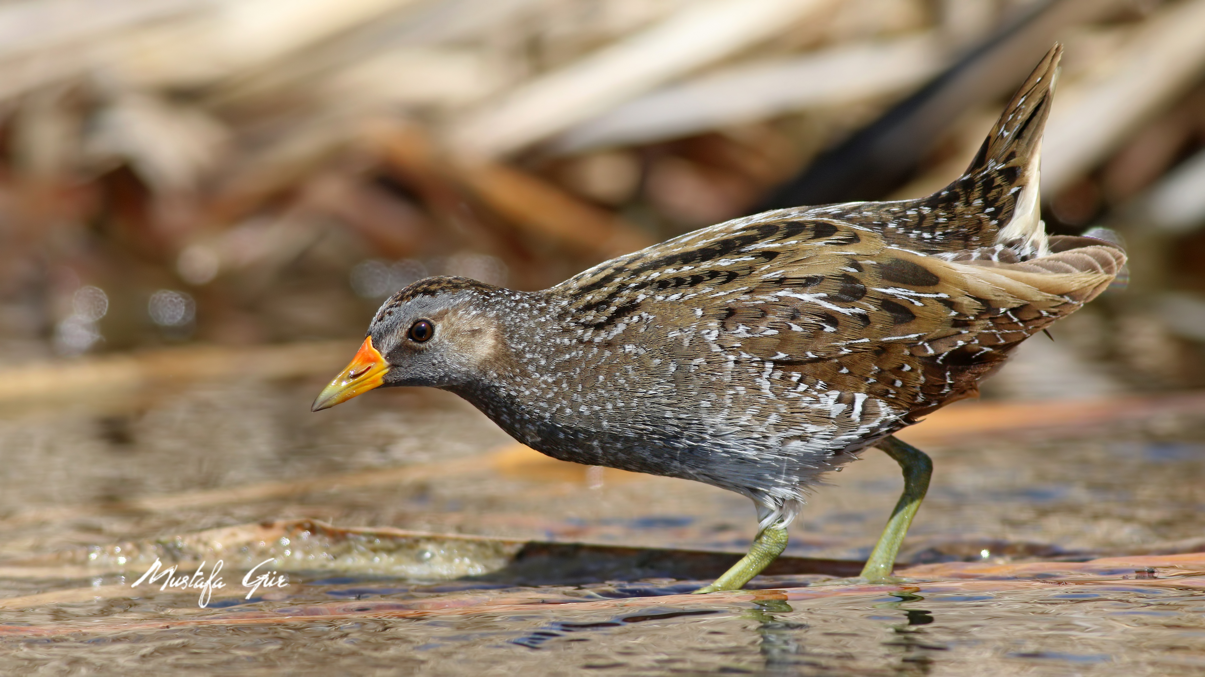 Benekli suyelvesi » Spotted Crake » Porzana porzana