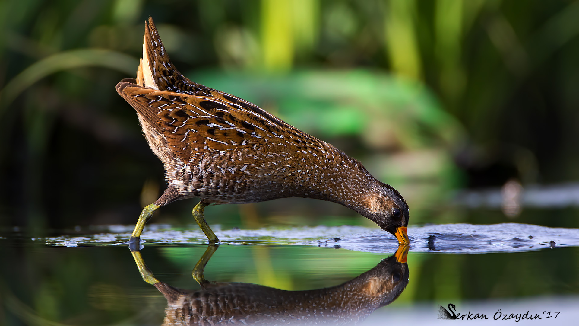 Benekli suyelvesi » Spotted Crake » Porzana porzana