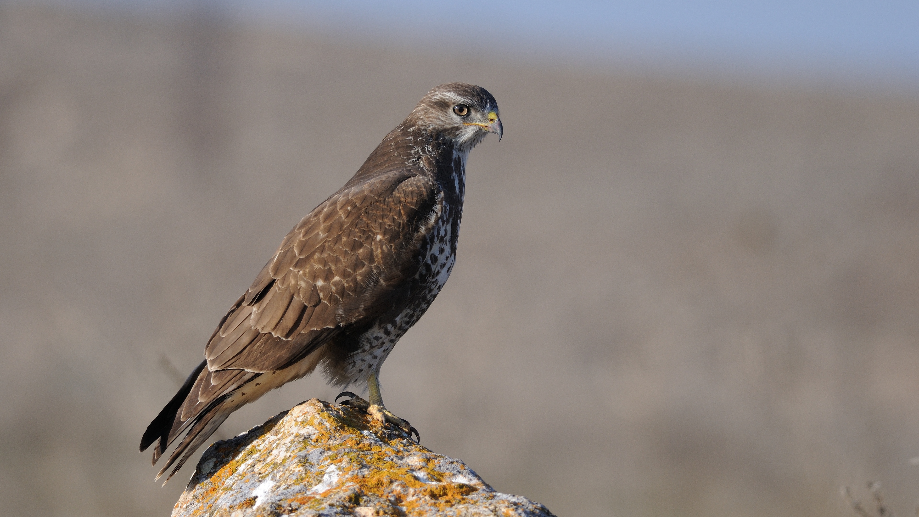 Şahin » Common Buzzard » Buteo buteo