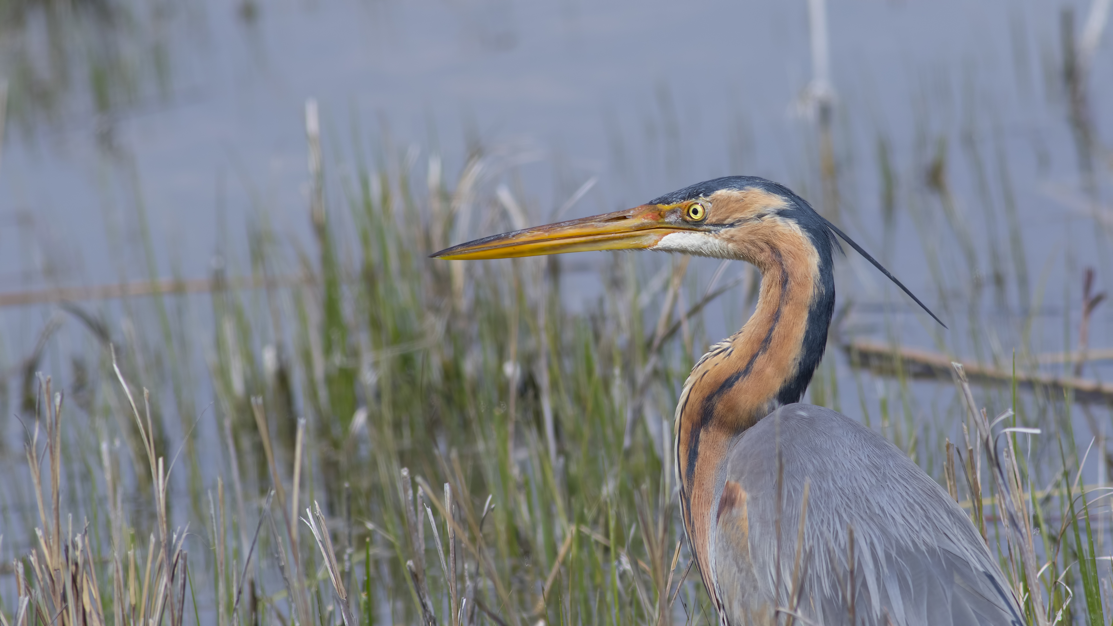 Erguvani balıkçıl