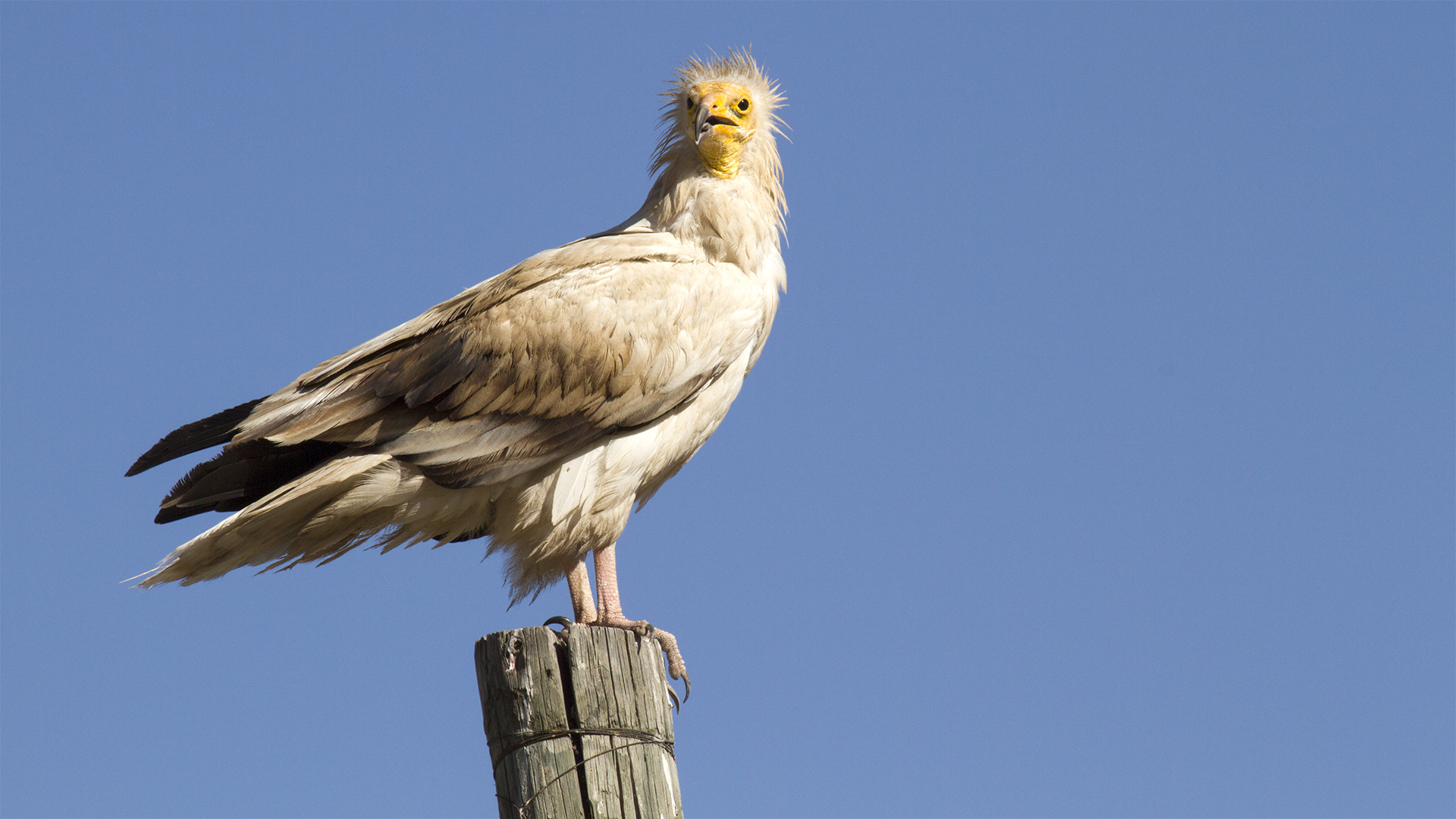 Küçük akbaba » Egyptian Vulture » Neophron percnopterus