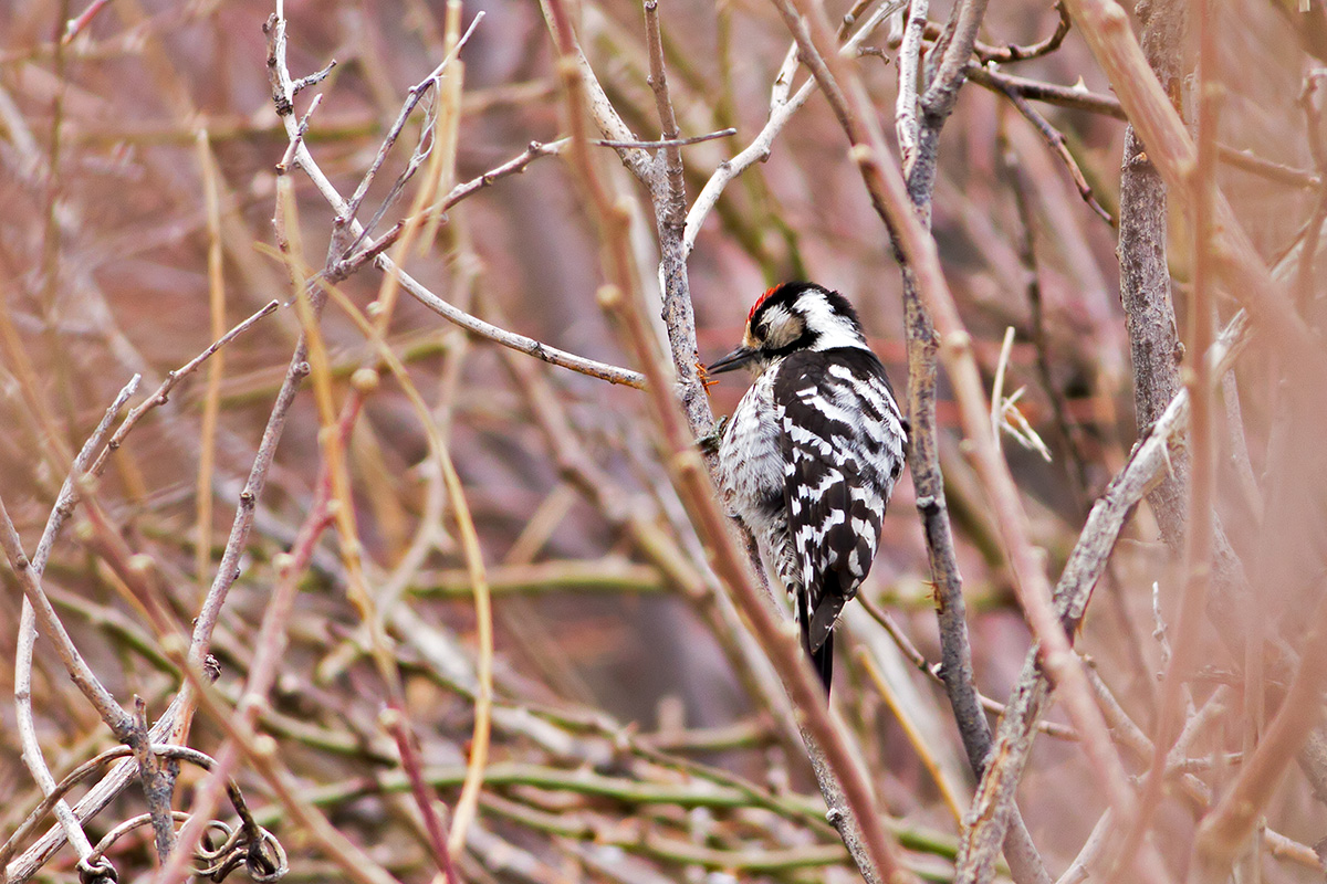 Küçük ağaçkakan