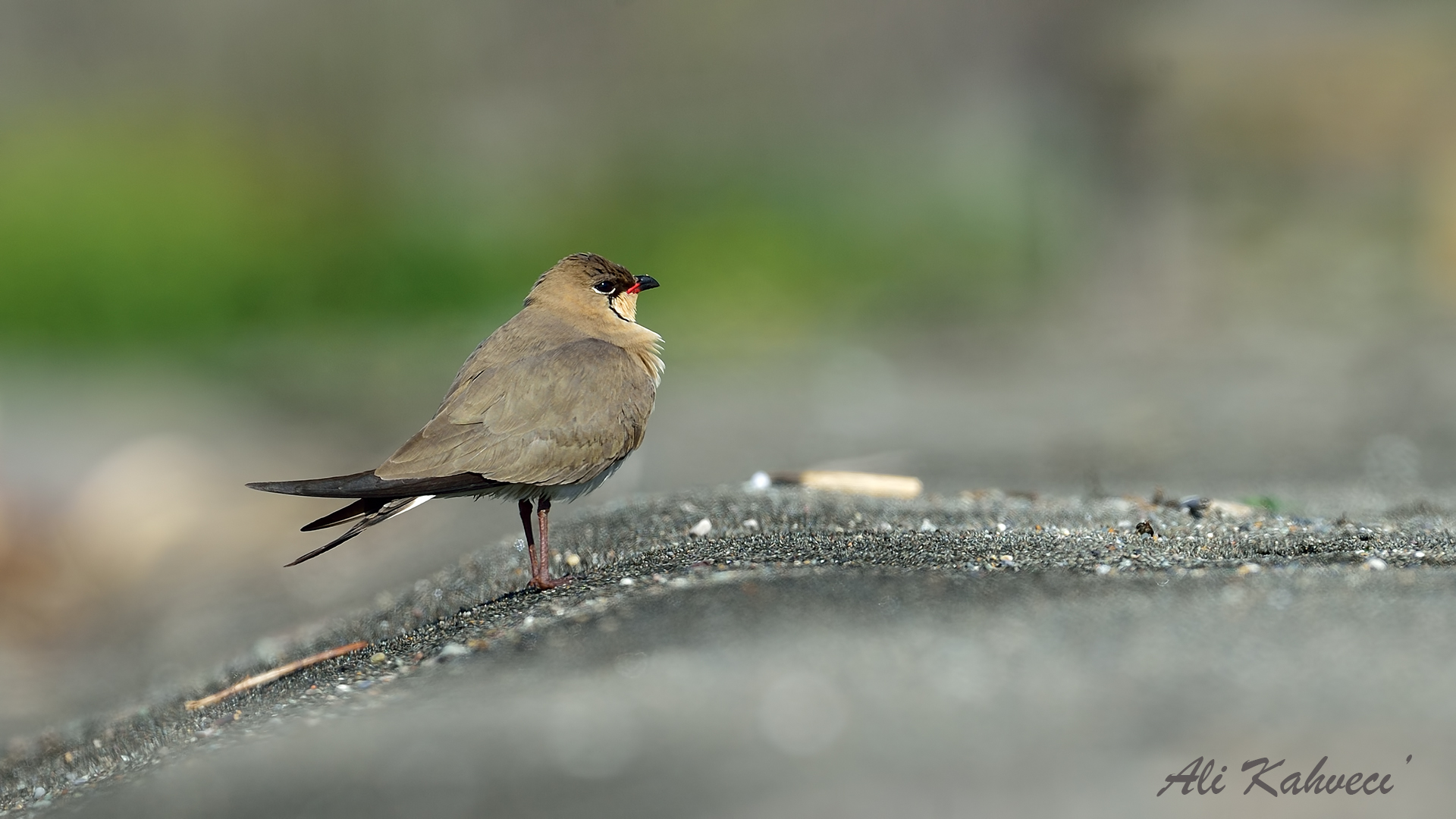Bataklıkkırlangıcı