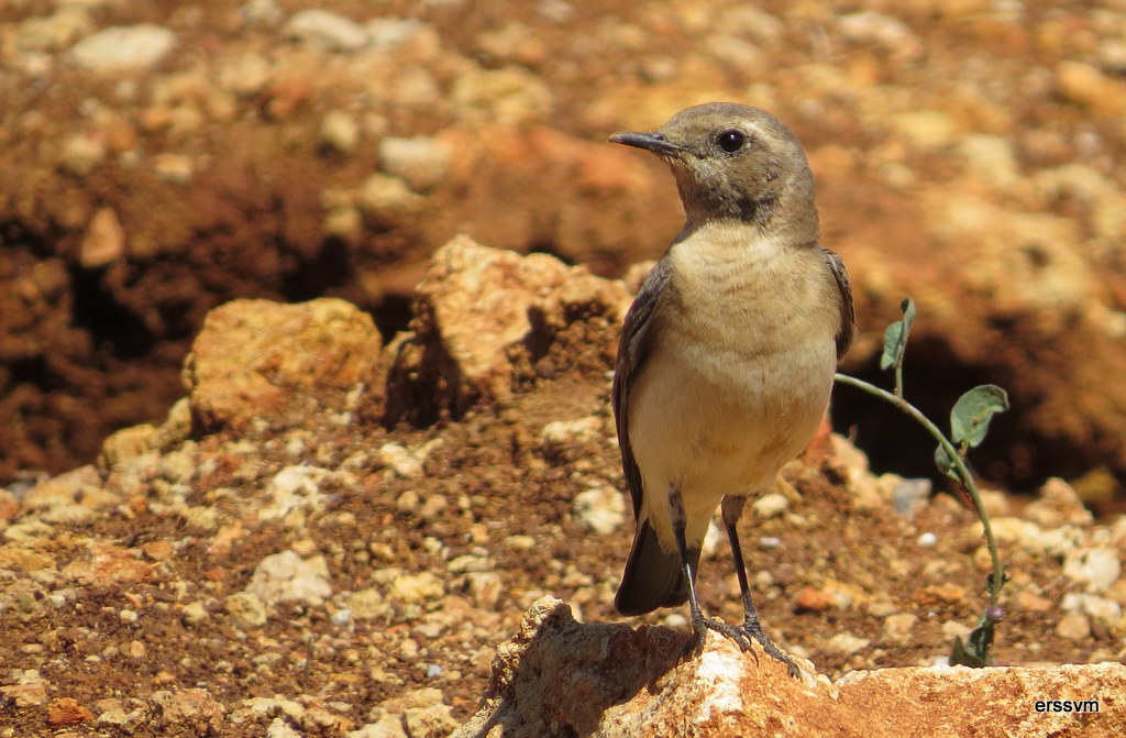 Karakulaklı kuyrukkakan