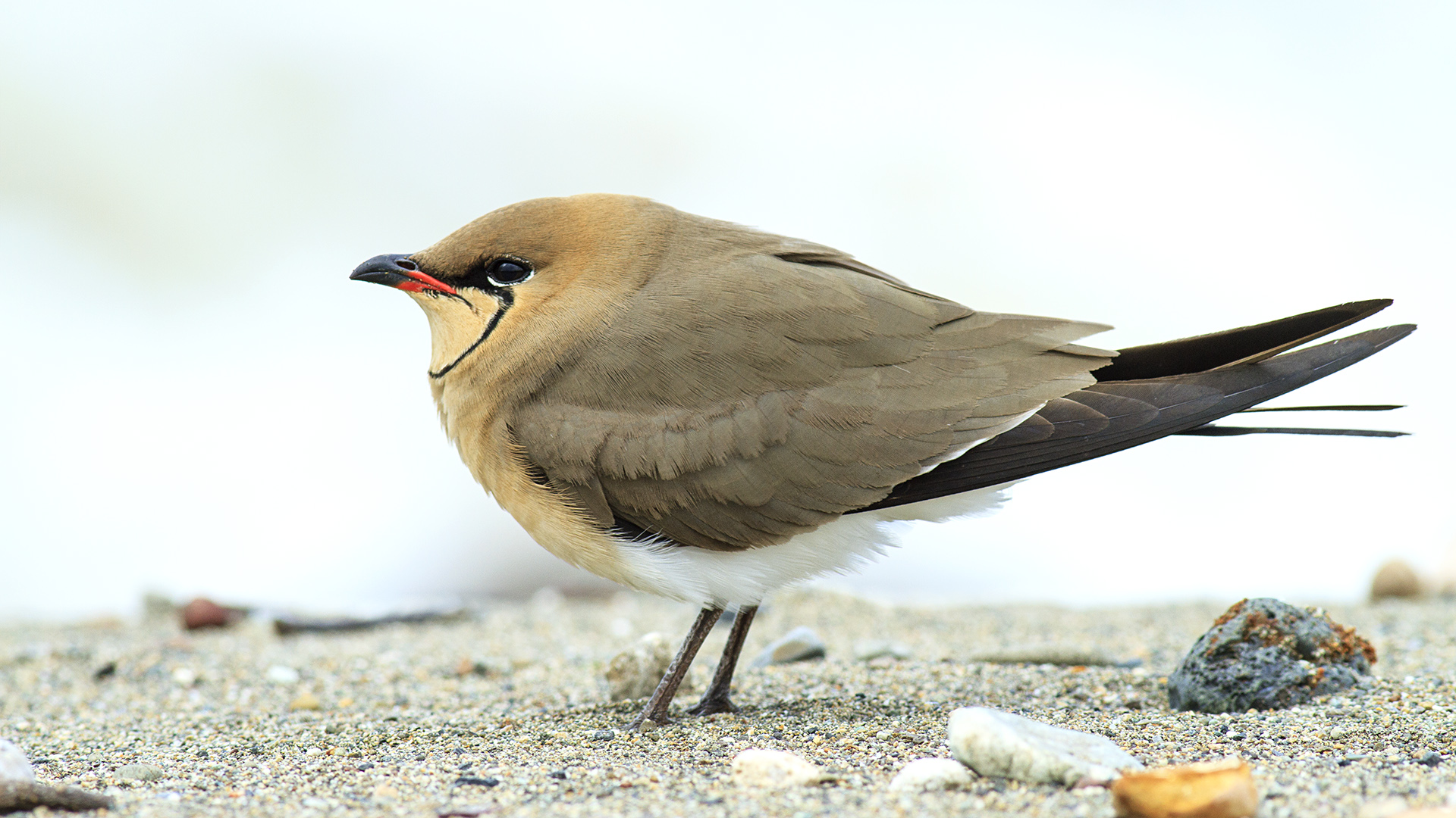 Bataklıkkırlangıcı