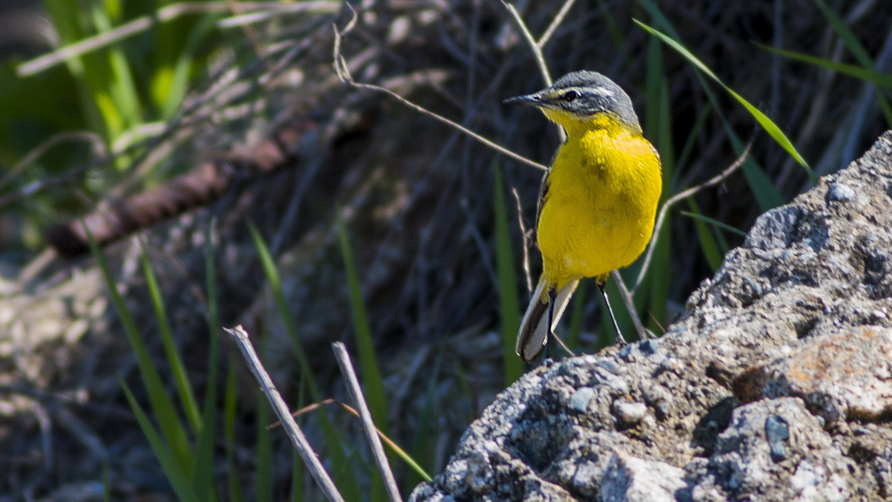 Sarı kuyruksallayan