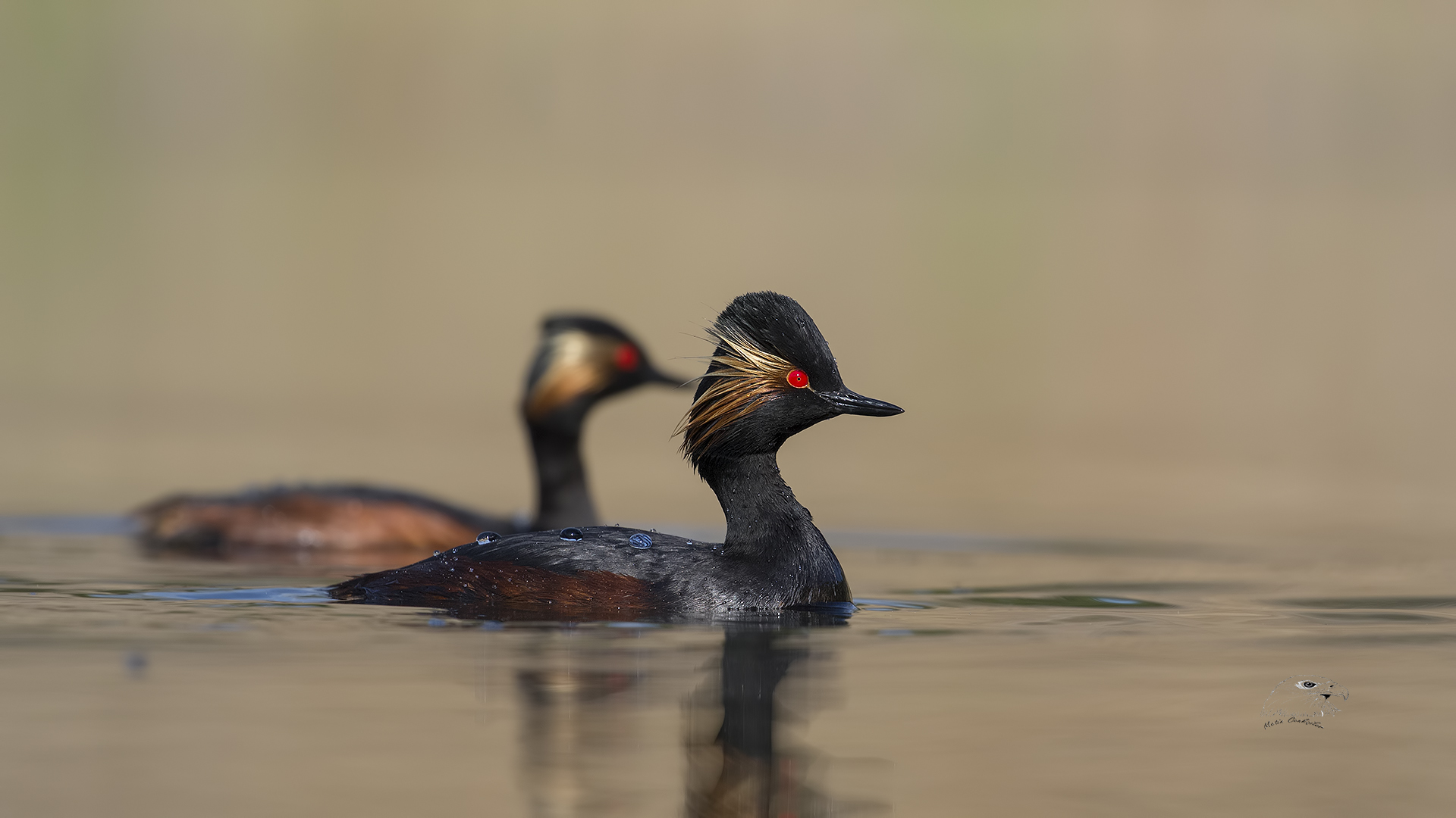Karaboyunlu batağan