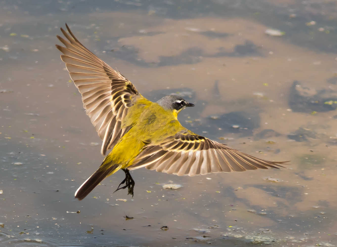 Sarı kuyruksallayan