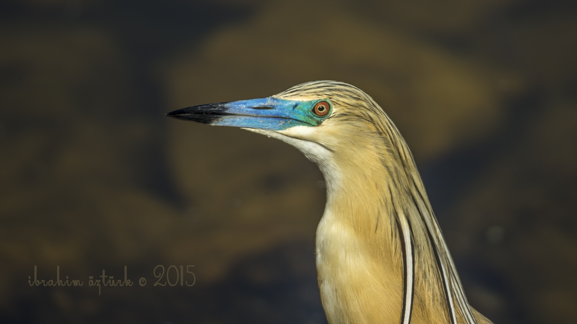 Alaca balıkçıl » Squacco Heron » Ardeola ralloides