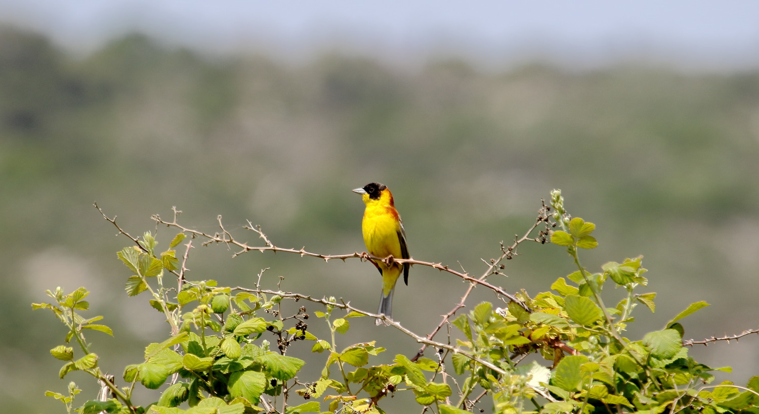 Karabaşlı kirazkuşu