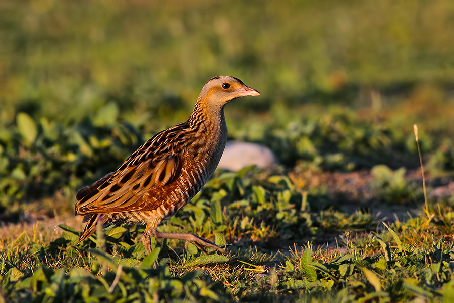 Bıldırcınkılavuzu