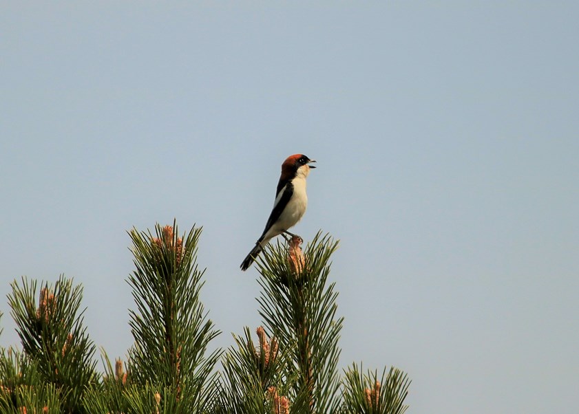 Kızılbaşlı örümcekkuşu