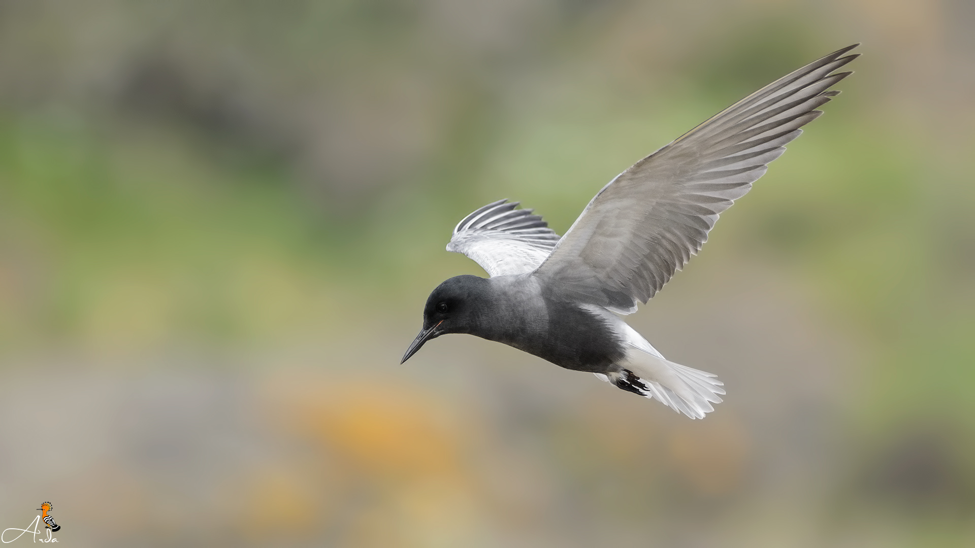 Kara sumru » Black Tern » Chlidonias niger