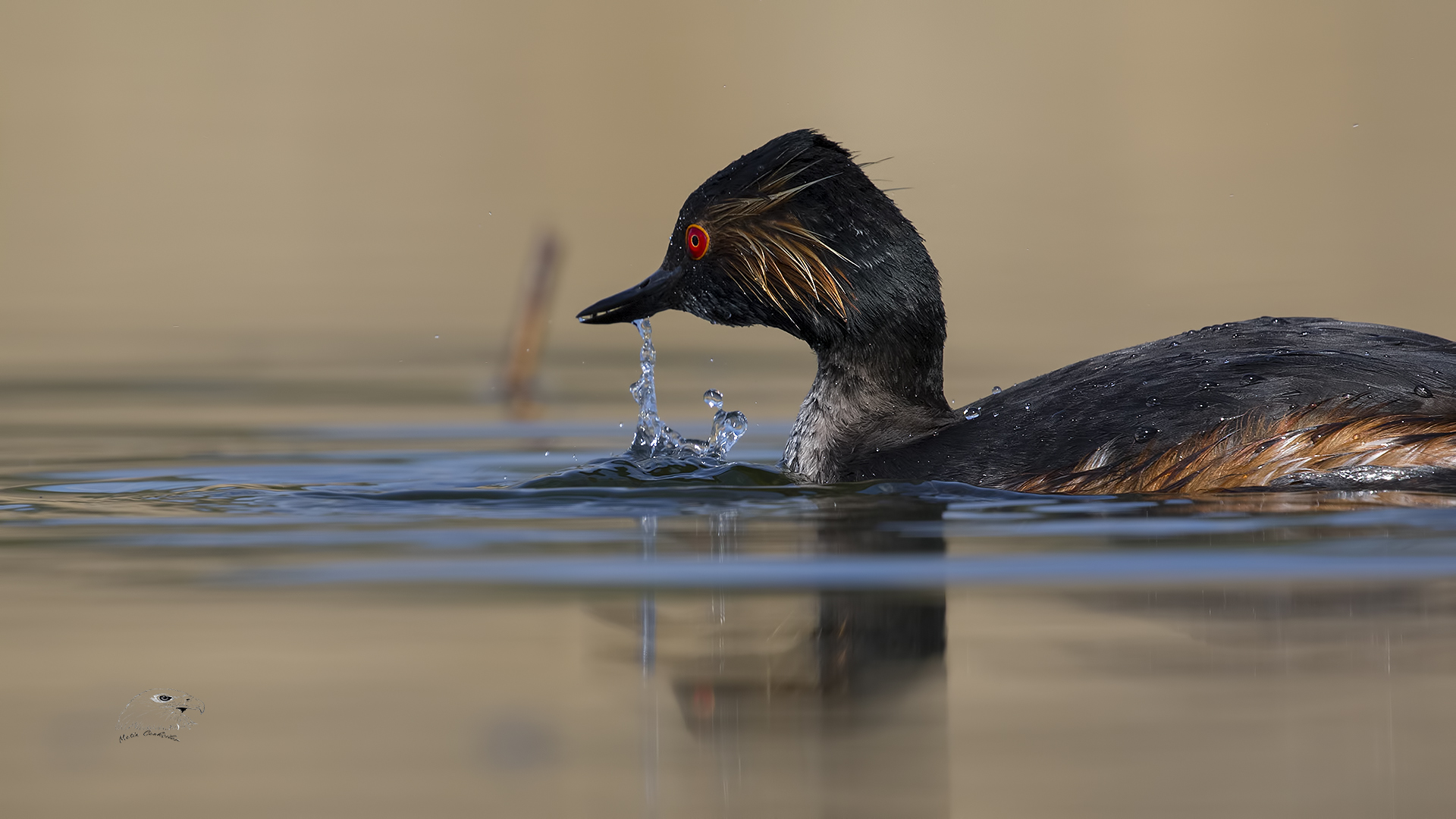 Karaboyunlu batağan