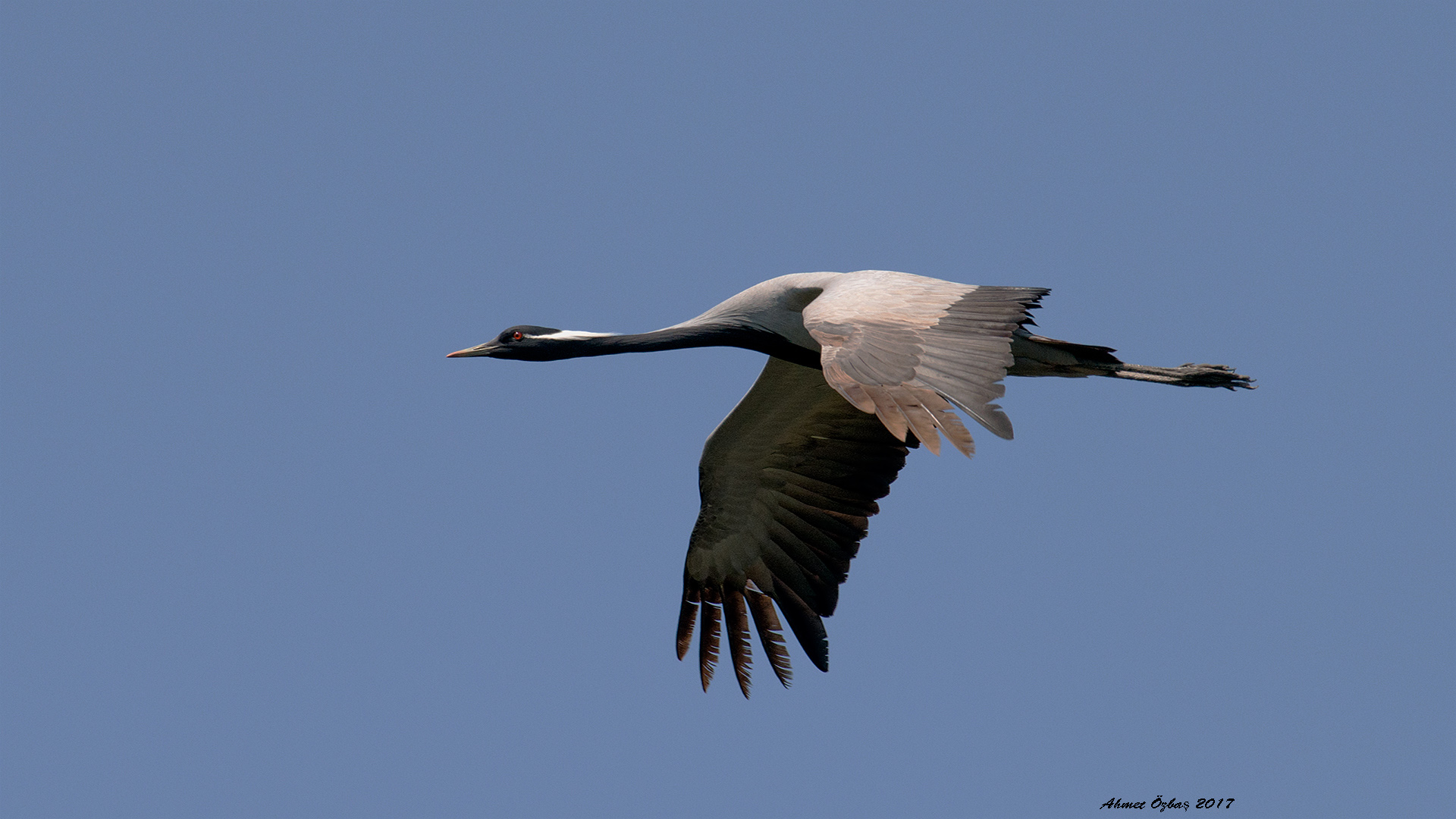 Telli turna » Demoiselle Crane » Grus virgo