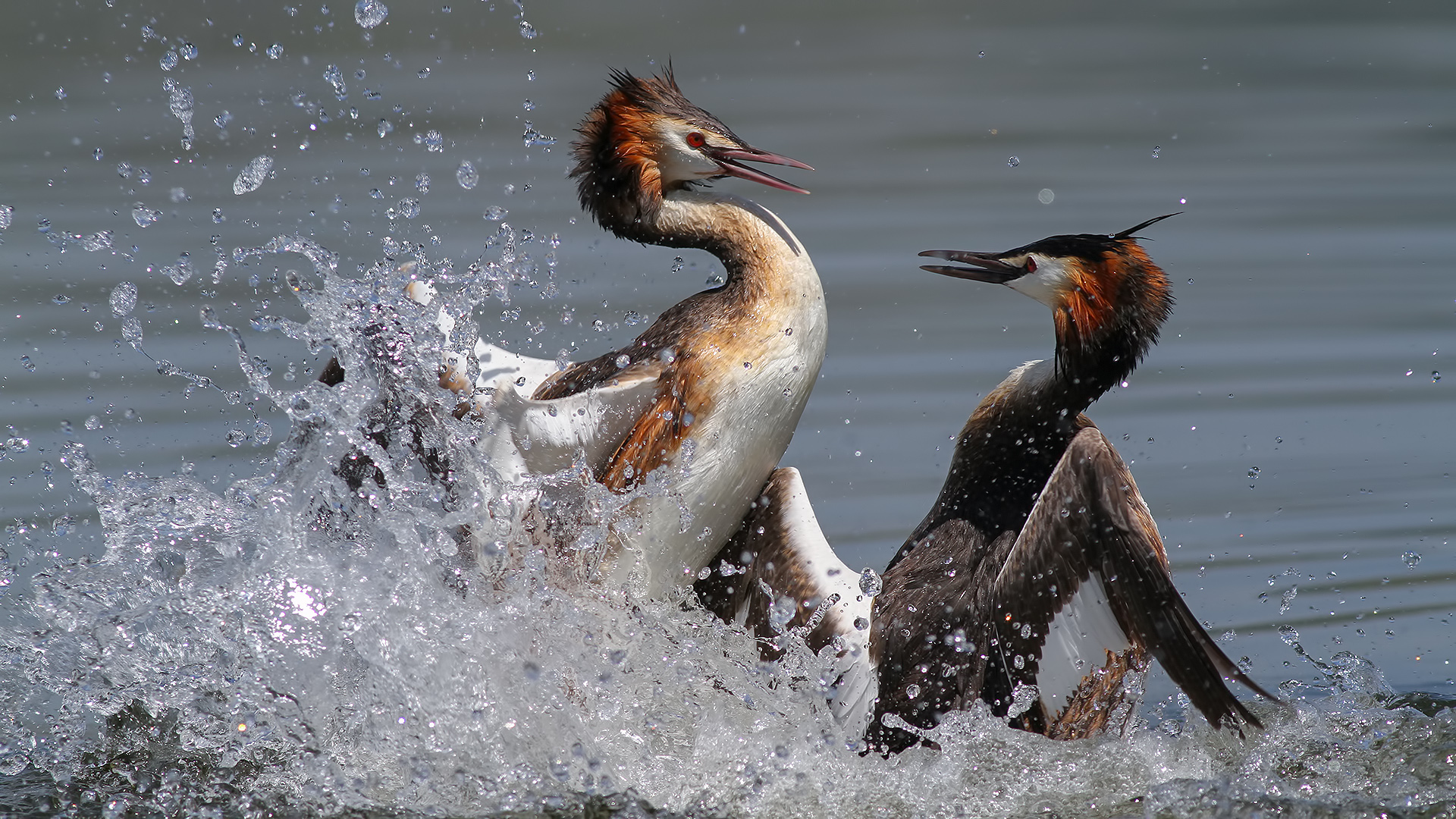 Bahri » Great Crested Grebe » Podiceps cristatus