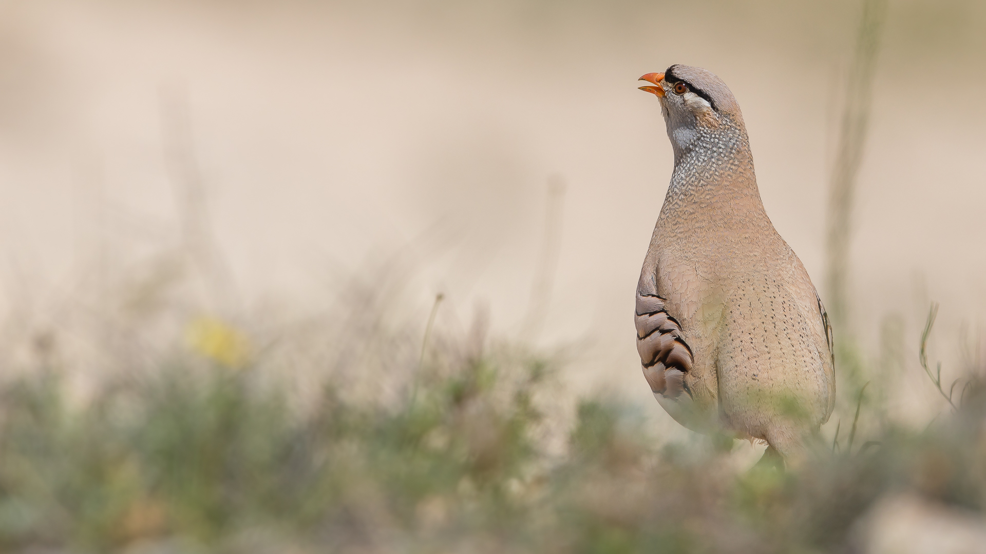 Kum kekliği » See-see Partridge » Ammoperdix griseogularis