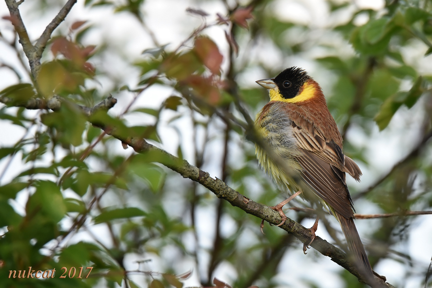 Karabaşlı kirazkuşu