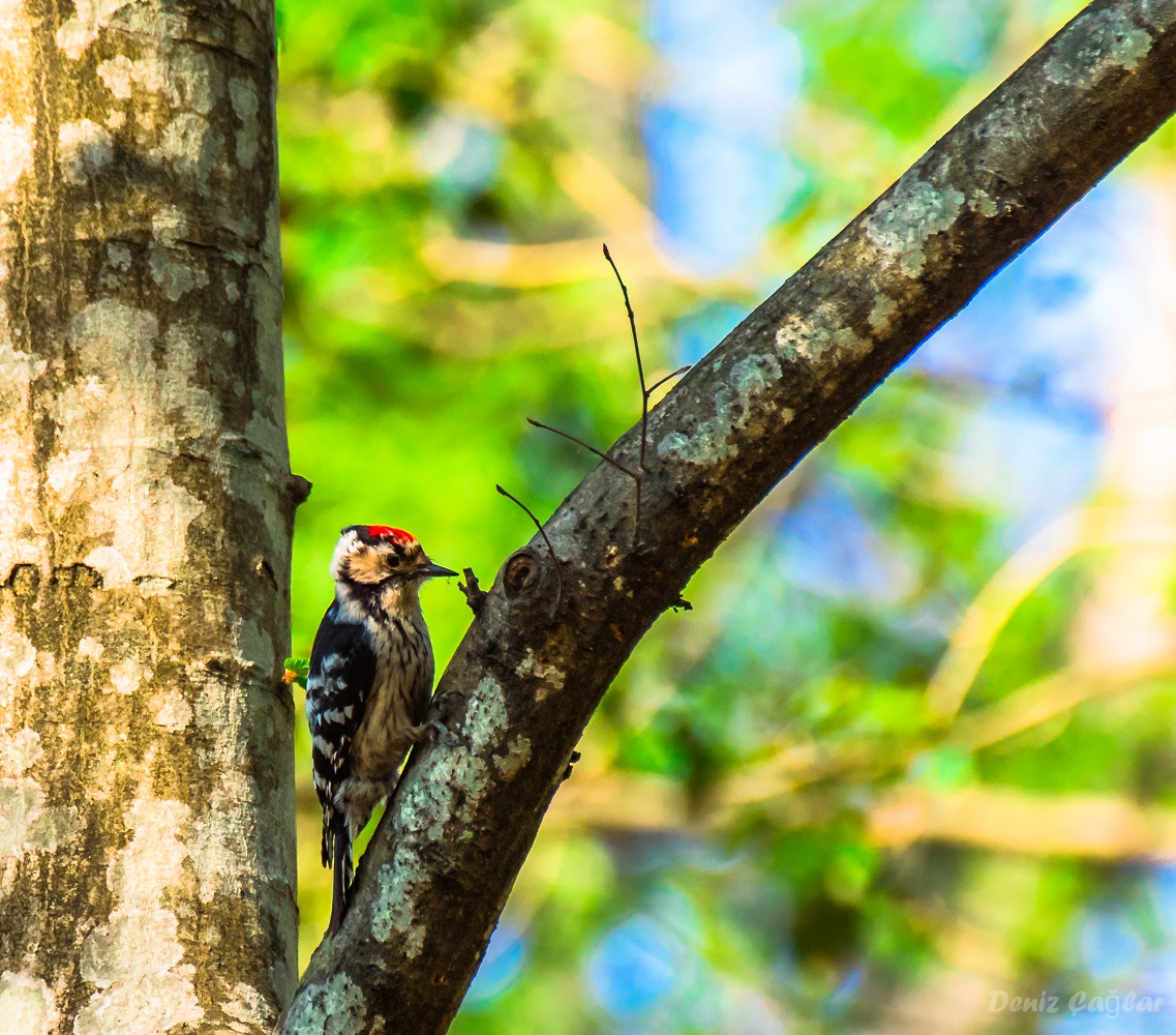 Küçük ağaçkakan