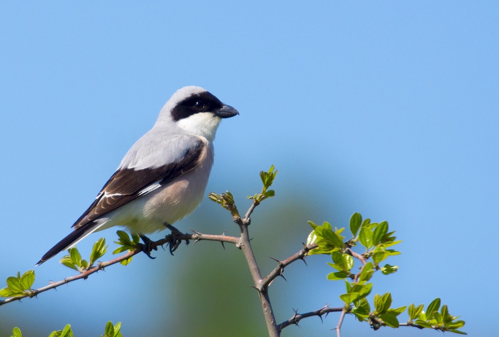 Karaalınlı örümcekkuşu
