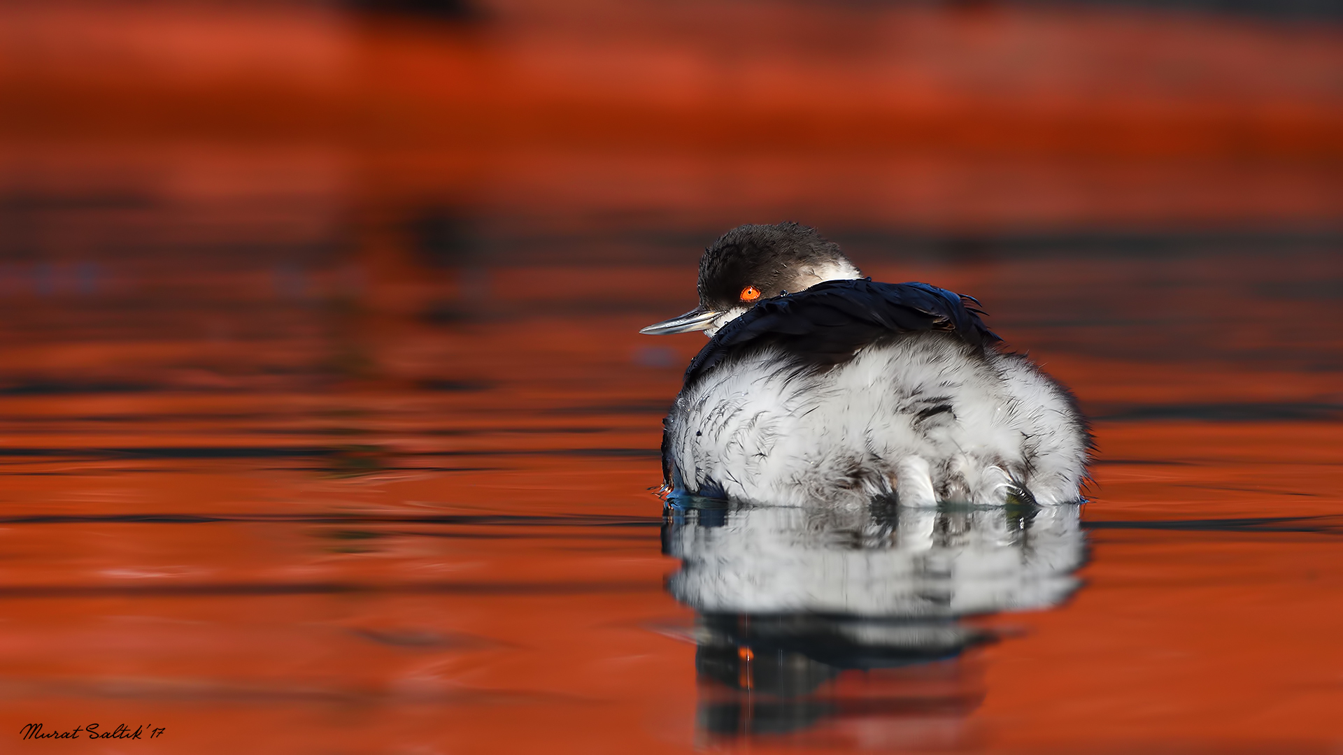 Karaboyunlu batağan