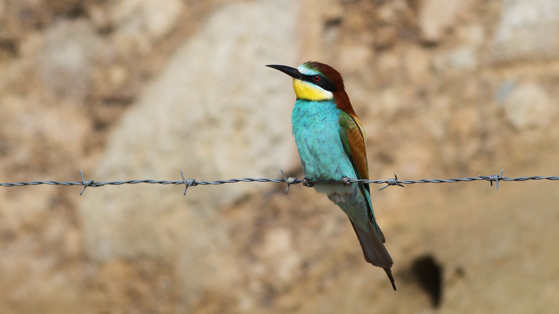 Arıkuşu » European Bee-eater » Merops apiaster