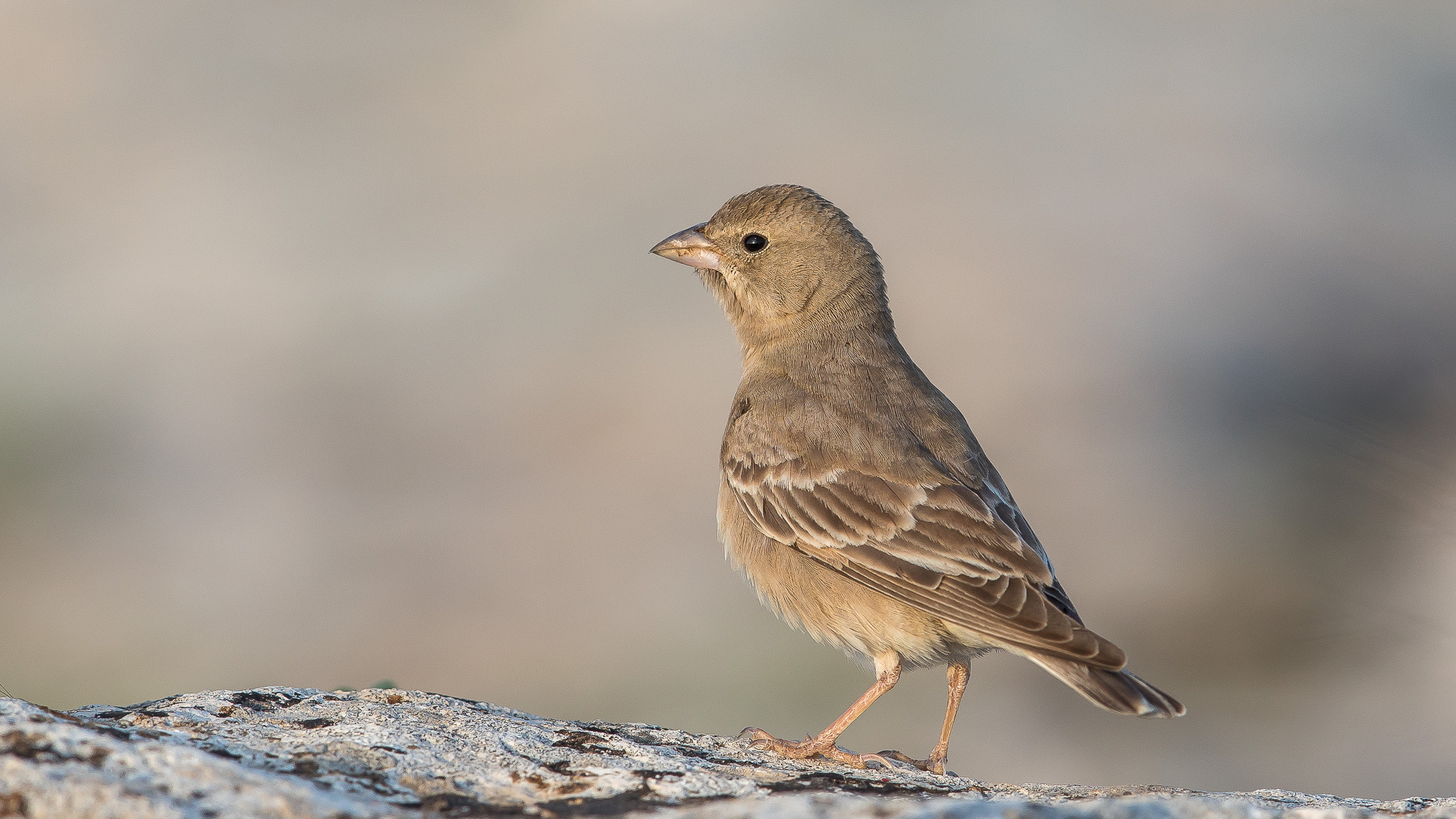 Boz serçe » Pale Rockfinch » Carpospiza brachydactyla