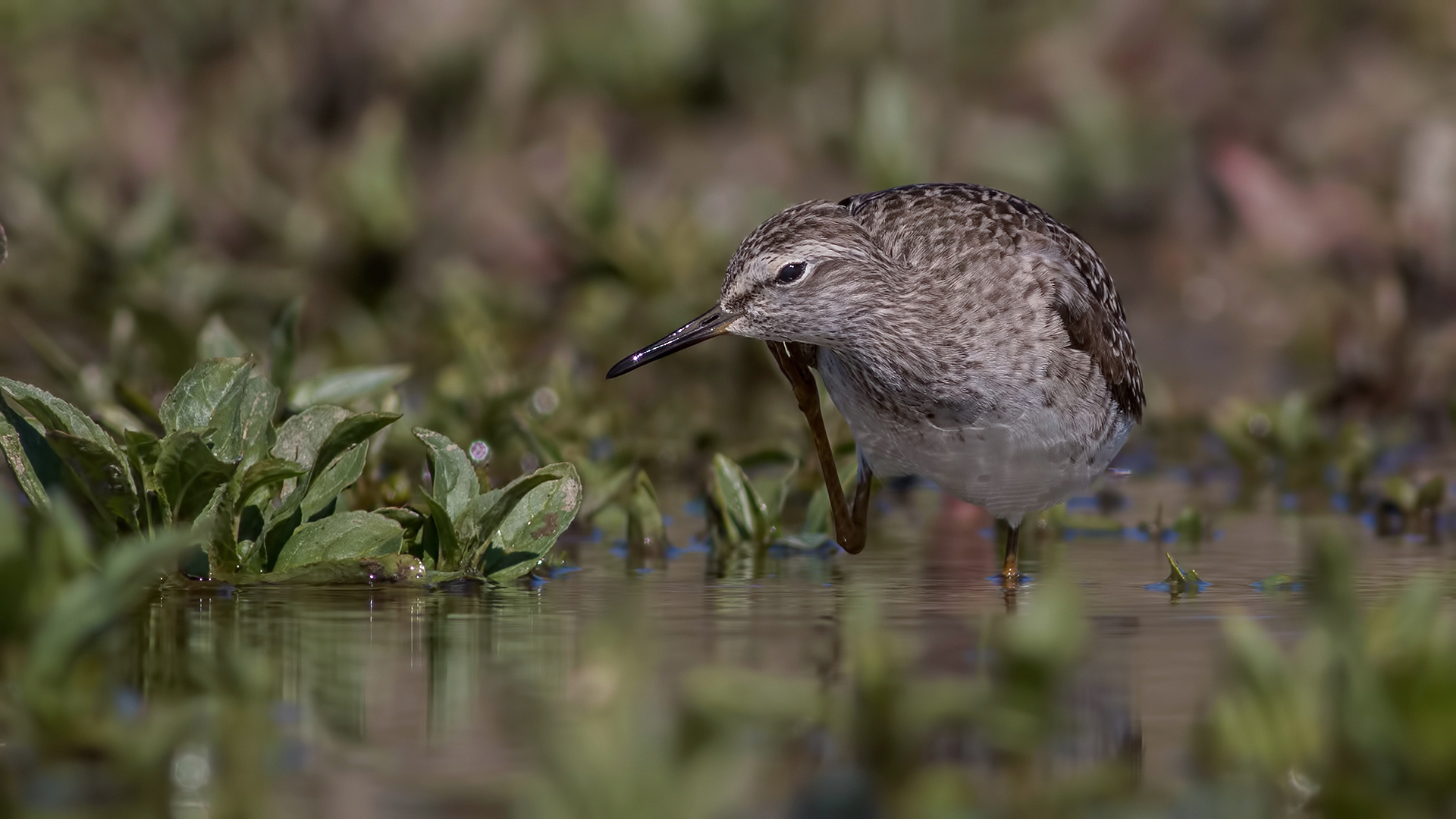 Orman düdükçünü