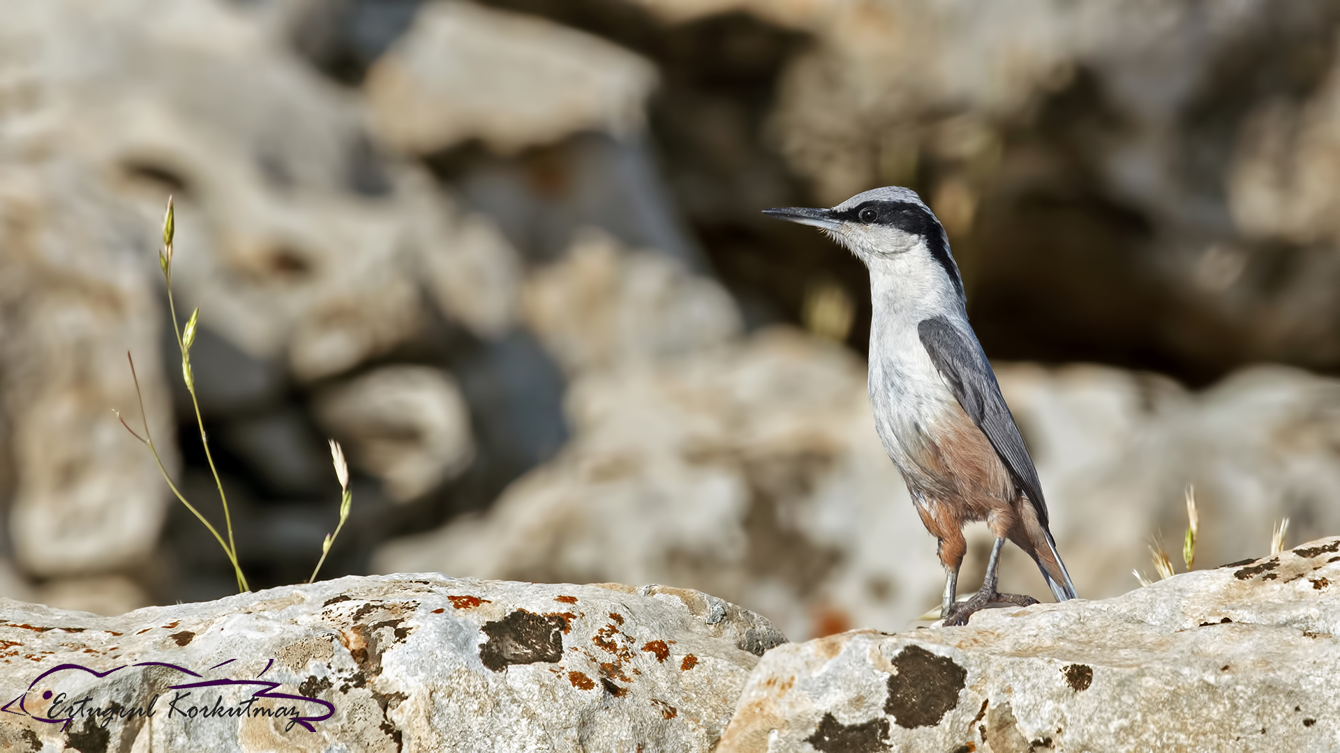 Büyük kaya sıvacısı