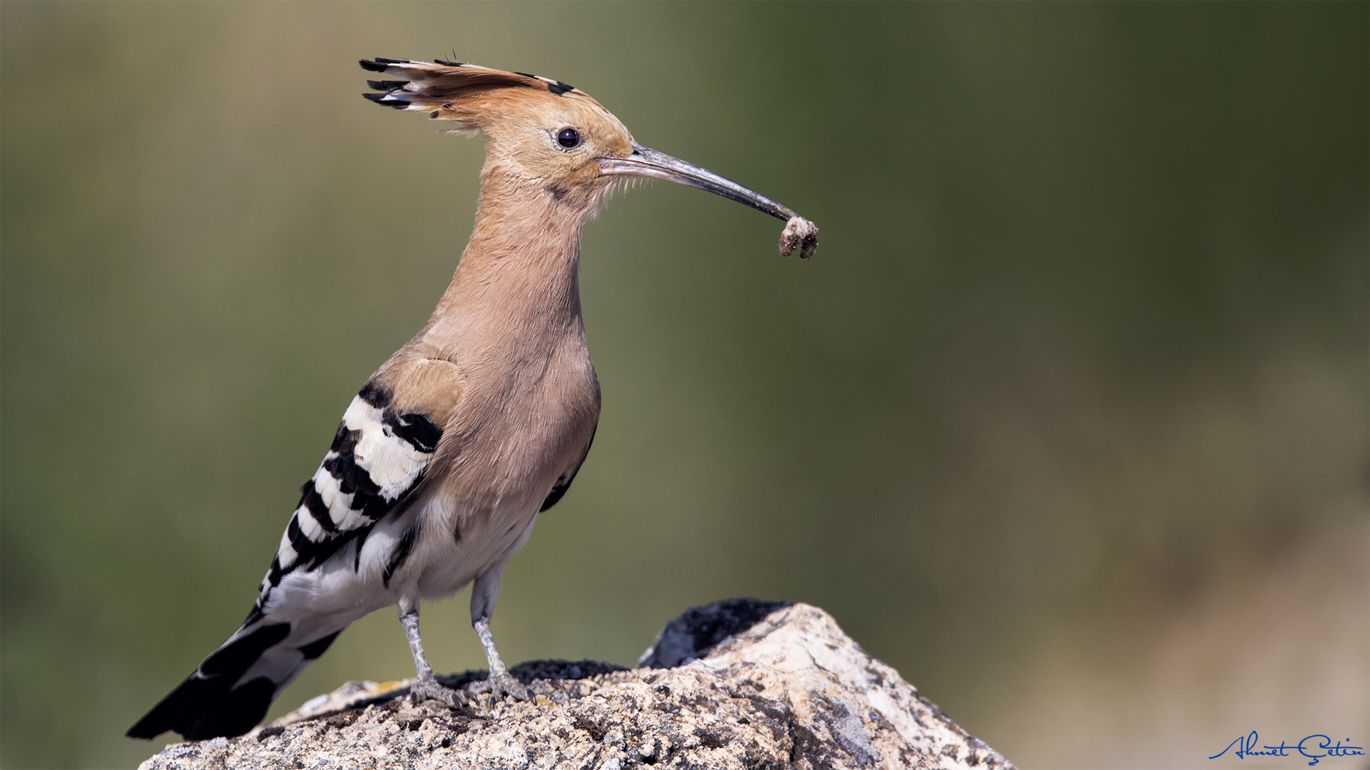 İbibik » Eurasian Hoopoe » Upupa epops