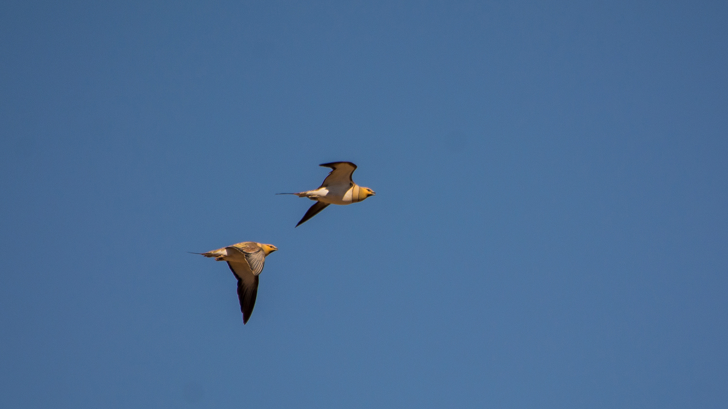Kılkuyruk bağırtlak