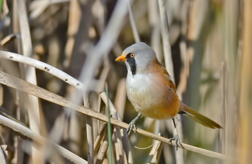 Bıyıklı baştankara