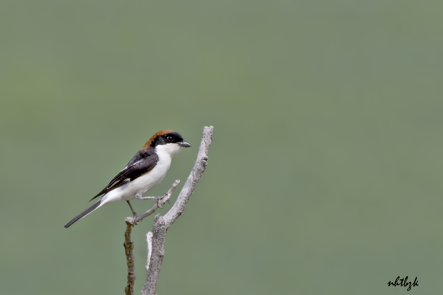 Kızılbaşlı örümcekkuşu
