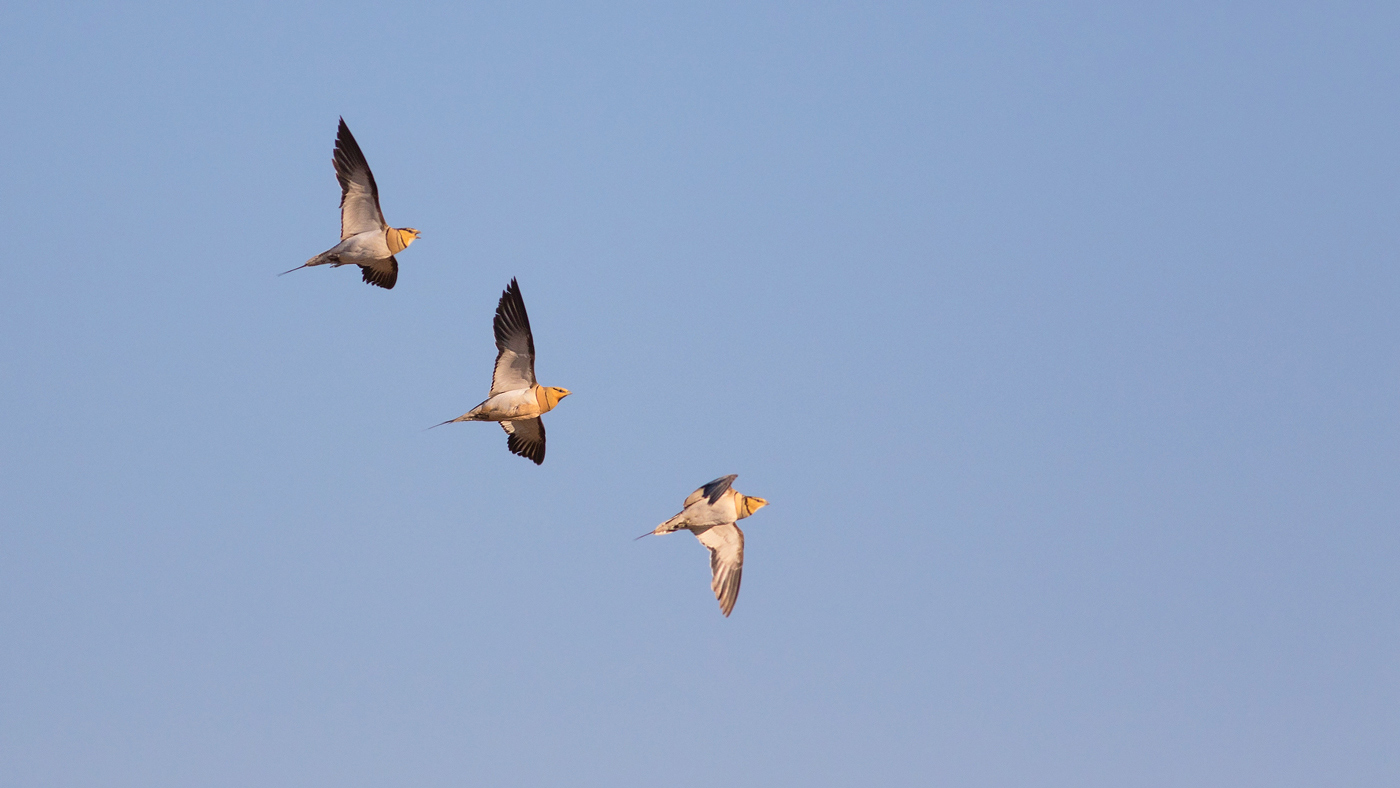 Kılkuyruk bağırtlak
