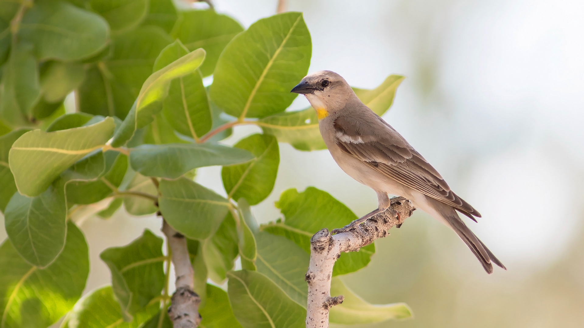 Sarıboğazlı serçe