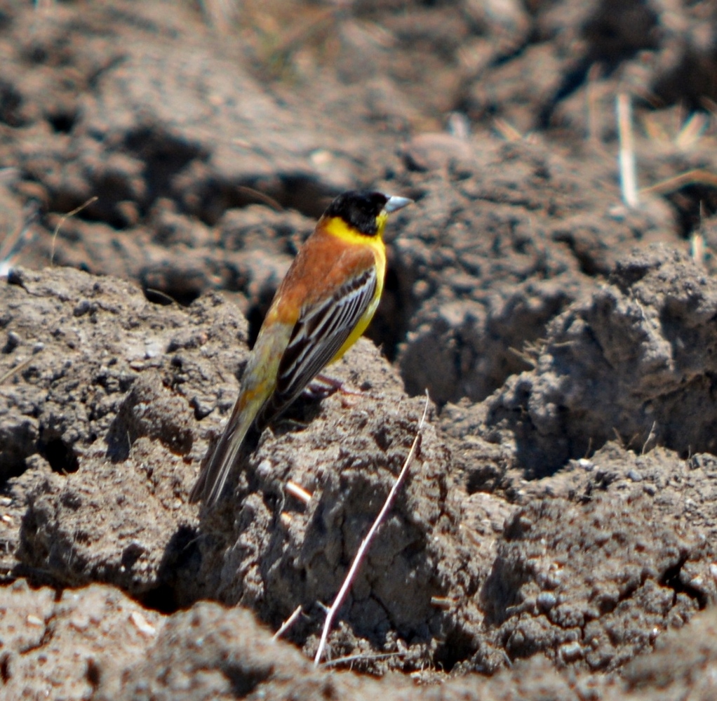 Karabaşlı kirazkuşu