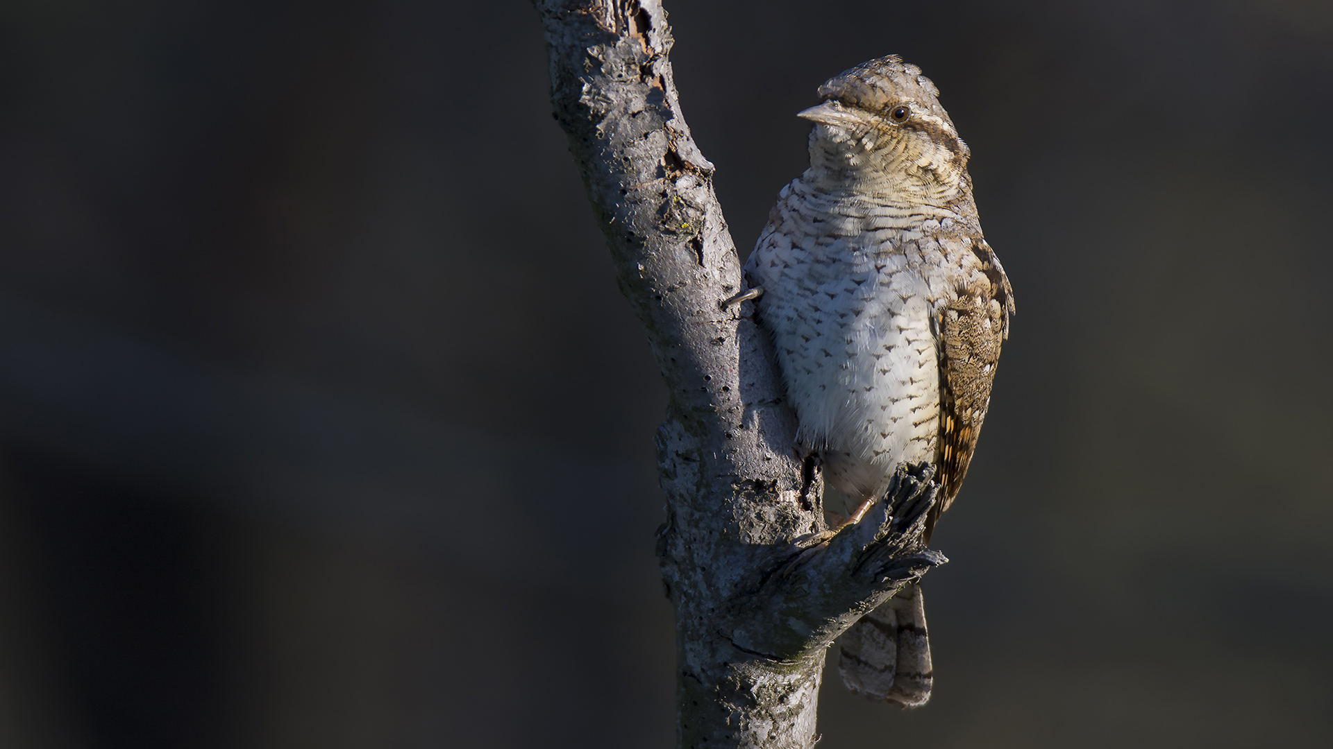 Boyunçeviren » Eurasian Wryneck » Jynx torquilla