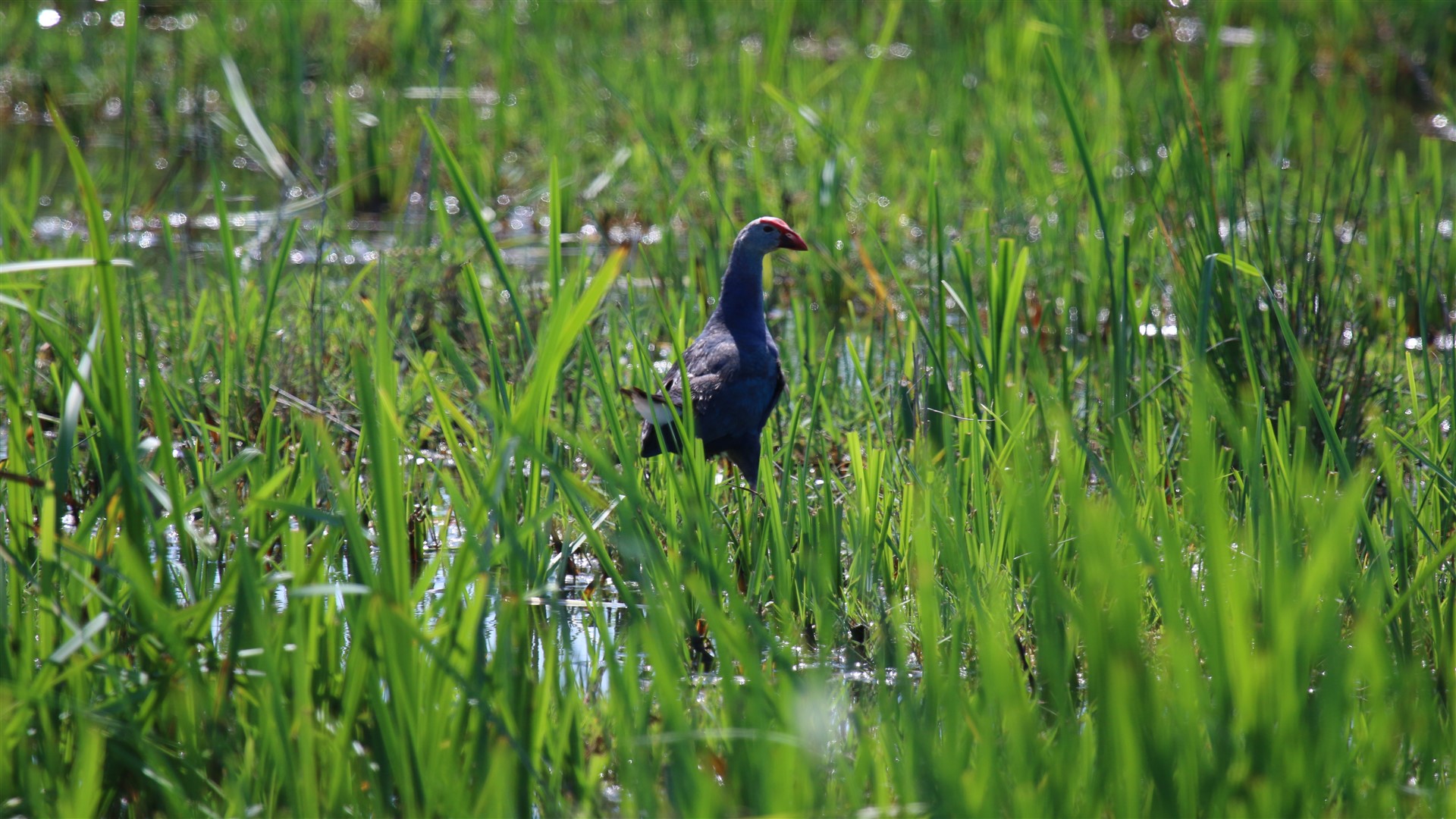 Sazhorozu » Purple Swamphen » Porphyrio porphyrio