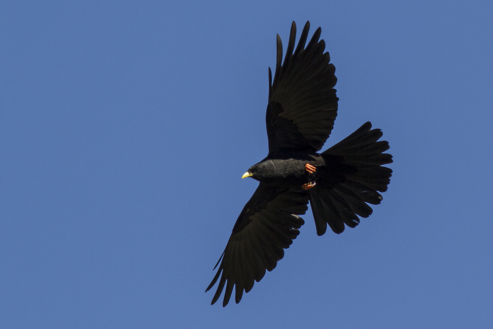 Sarıgagalı dağ kargası