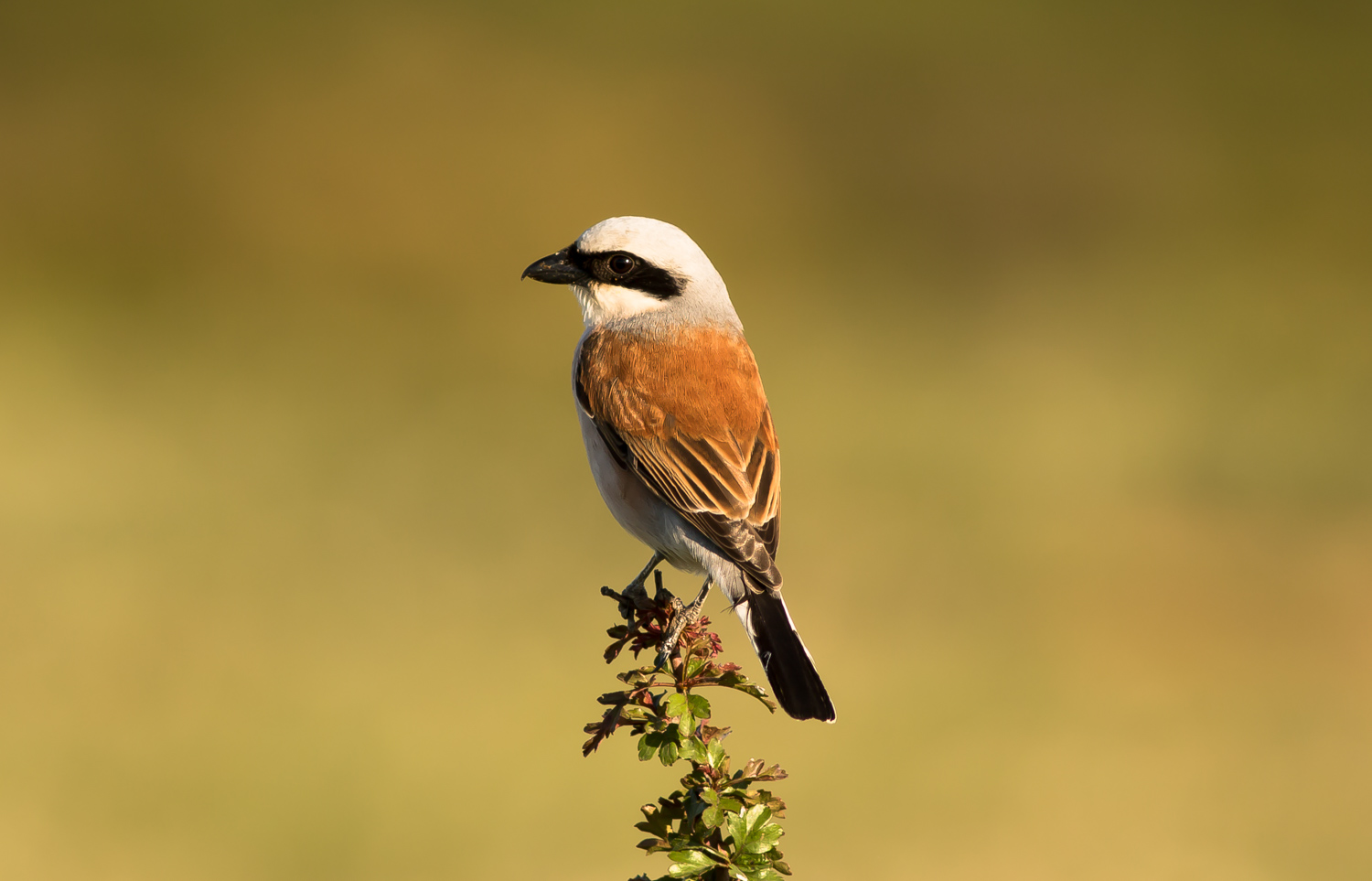 Kızılsırtlı örümcekkuşu