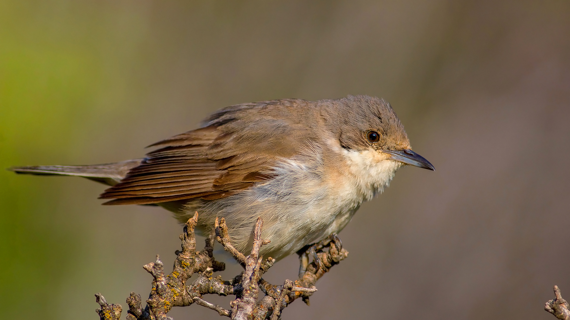 Akgerdanlı ötleğen