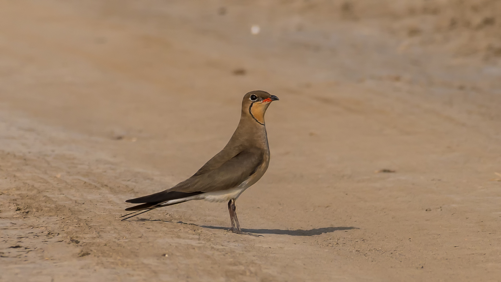Bataklıkkırlangıcı
